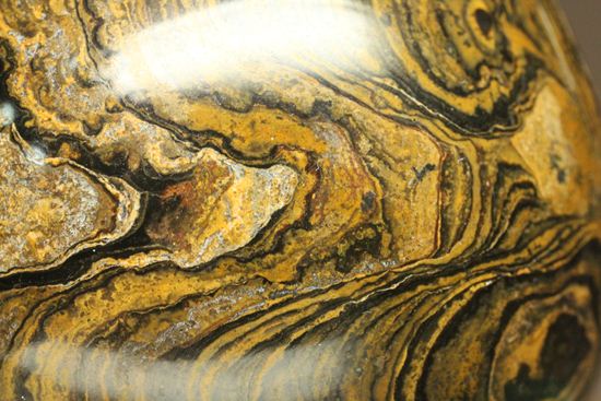 地球の歴史の元となったストロマトライトの化石(Stromatolite)（その10）
