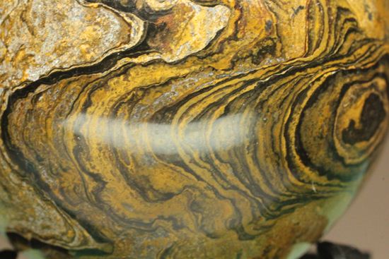 地球の歴史の元となったストロマトライトの化石(Stromatolite)（その11）