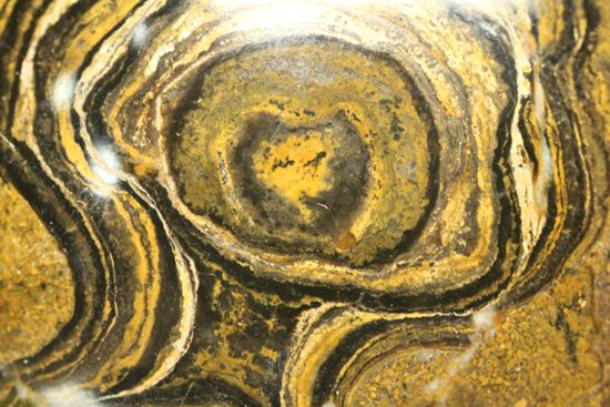 地球の歴史の元となったストロマトライトの化石(Stromatolite)（その13）