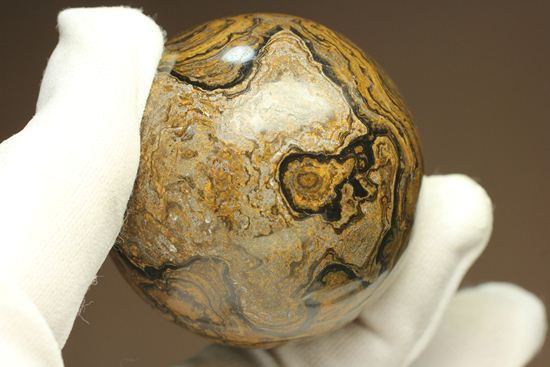 地球の歴史の元となったストロマトライトの化石(Stromatolite)（その19）