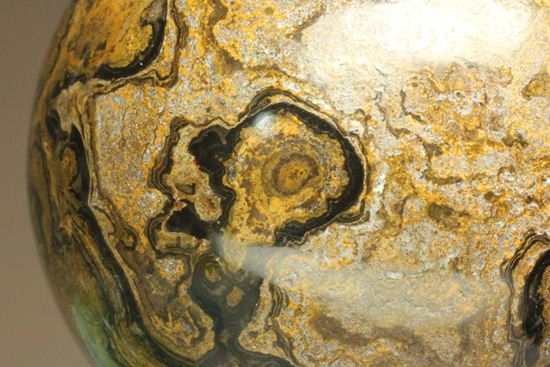 地球の歴史の元となったストロマトライトの化石(Stromatolite)（その6）
