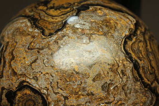 地球の歴史の元となったストロマトライトの化石(Stromatolite)（その8）