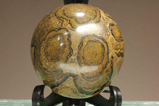 地球の歴史の元となったストロマトライトの化石(Stromatolite)（その1）