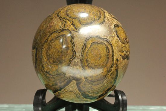 地球の歴史の元となったストロマトライトの化石(Stromatolite)（その1）