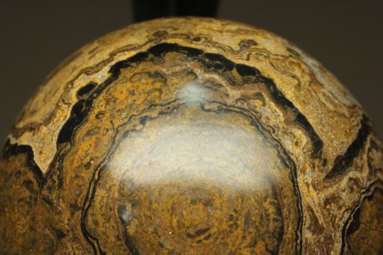 地球の歴史の元となったストロマトライトの化石(Stromatolite)（その12）
