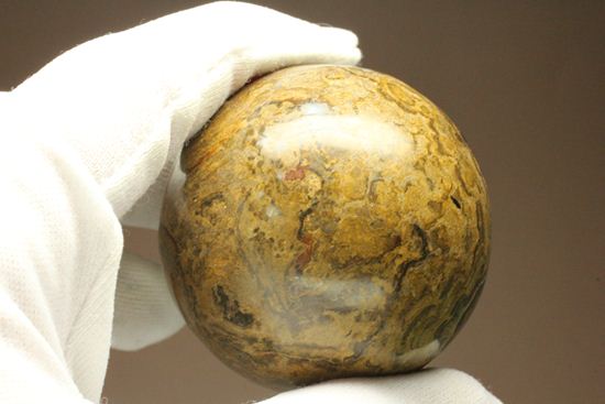 地球の歴史の元となったストロマトライトの化石(Stromatolite)（その15）