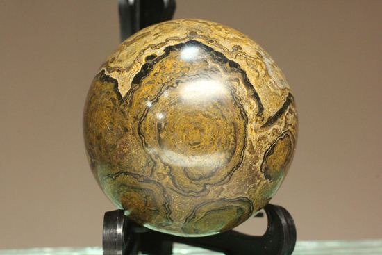 地球の歴史の元となったストロマトライトの化石(Stromatolite)（その6）