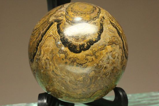 地球の歴史の元となったストロマトライトの化石(Stromatolite)（その8）