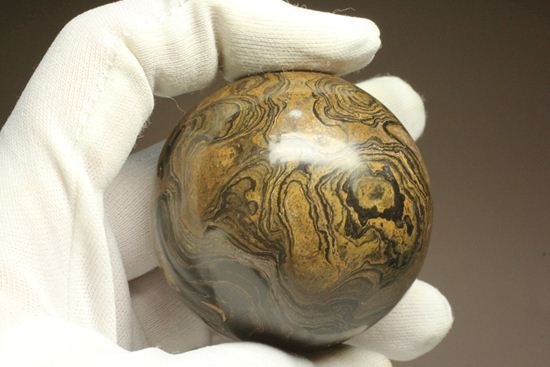 地球に大量の酸素をもたらした元となったストロマトライトの化石(Stromatolite)(その16)