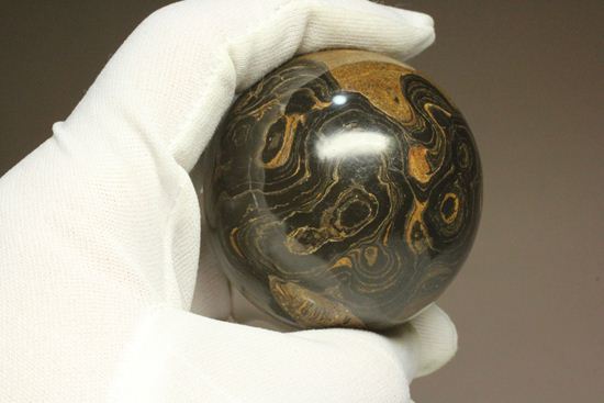 地球に大量の酸素をもたらした元となったストロマトライトの化石(Stromatolite)(その17)