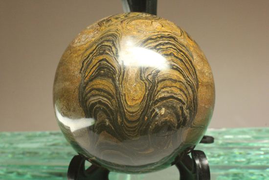 地球に大量の酸素をもたらした元となったストロマトライトの化石(Stromatolite)(その7)