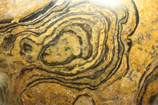 地球に大量の酸素をもたらした元となったストロマトライトの化石(Stromatolite)(その9)