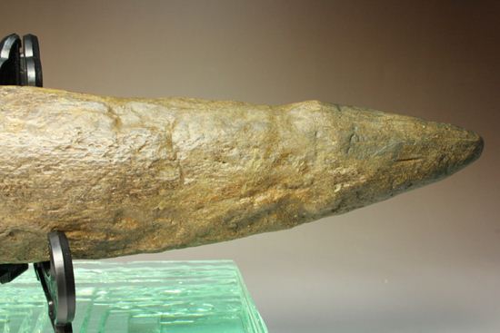 超稀少！角竜エイニオサウルスの30cmスパイク化石（その10）