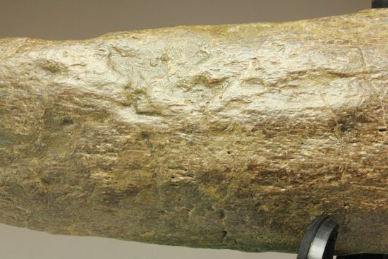 超稀少！角竜エイニオサウルスの30cmスパイク化石（その3）
