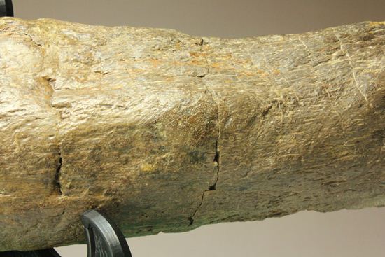 超稀少！角竜エイニオサウルスの30cmスパイク化石（その5）