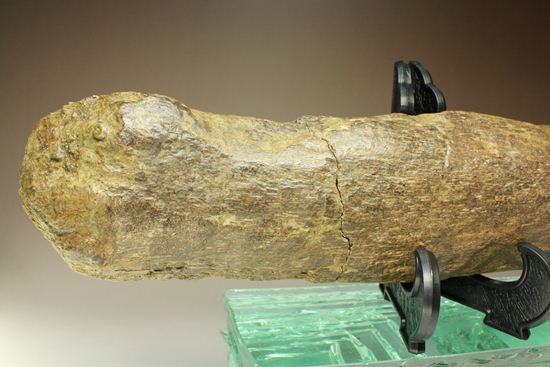 超稀少！角竜エイニオサウルスの30cmスパイク化石（その8）