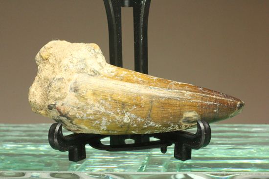 サルコスクス・インペラトルの巨大な美歯化石（その1）