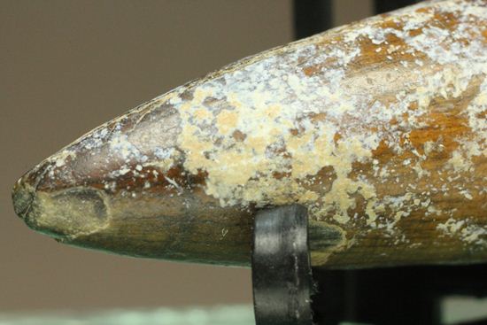 サルコスクス・インペラトルの巨大な美歯化石（その10）