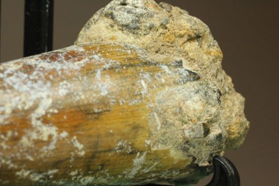 サルコスクス・インペラトルの巨大な美歯化石（その12）