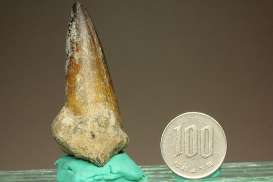 サルコスクス・インペラトルの巨大な美歯化石（その13）