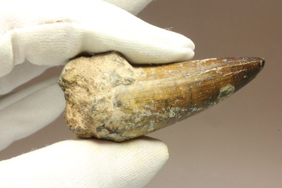 サルコスクス・インペラトルの巨大な美歯化石（その15）
