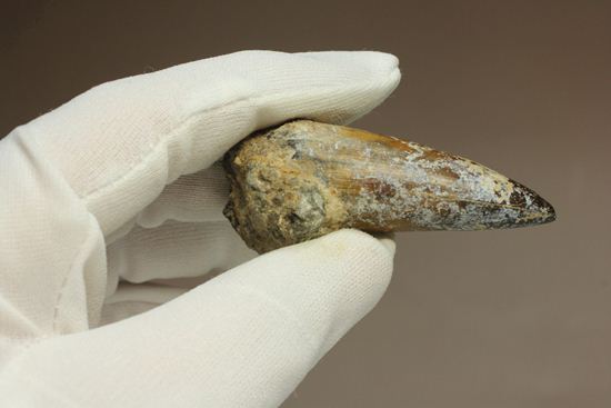 サルコスクス・インペラトルの巨大な美歯化石（その17）