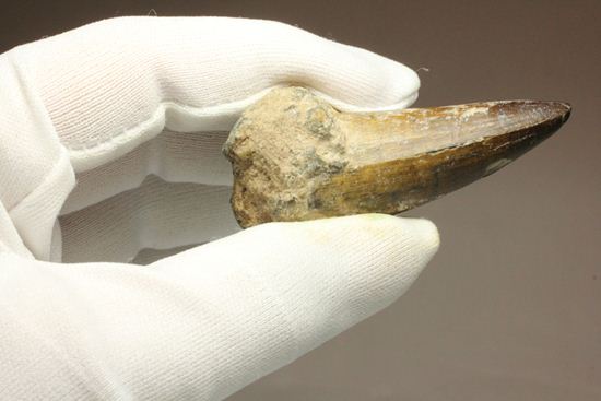 サルコスクス・インペラトルの巨大な美歯化石（その18）