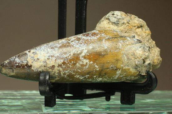 サルコスクス・インペラトルの巨大な美歯化石 化石 販売化石販売の化石セブン　ティラノサウルスの歯化石はこちら