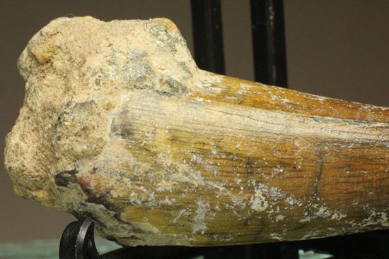 サルコスクス・インペラトルの巨大な美歯化石（その2）