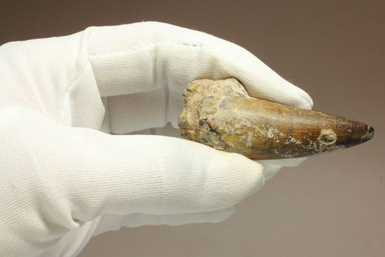 サルコスクス・インペラトルの巨大な美歯化石（その20）