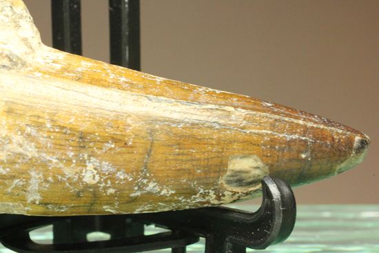 サルコスクス・インペラトルの巨大な美歯化石（その3）
