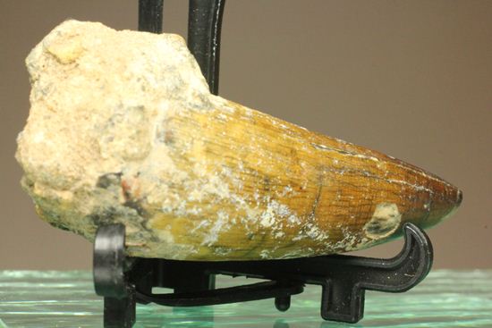 サルコスクス・インペラトルの巨大な美歯化石（その4）