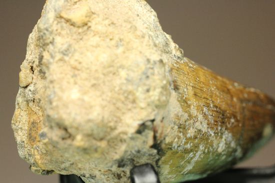サルコスクス・インペラトルの巨大な美歯化石（その5）