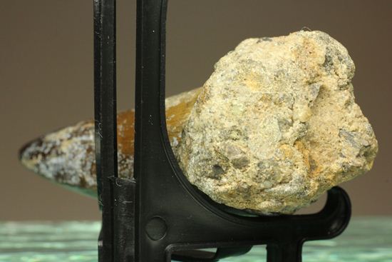 サルコスクス・インペラトルの巨大な美歯化石（その6）