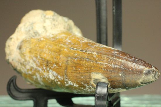 サルコスクス・インペラトルの巨大な美歯化石（その7）