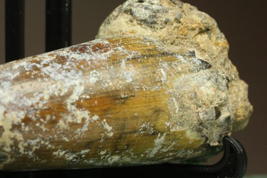 サルコスクス・インペラトルの巨大な美歯化石（その9）