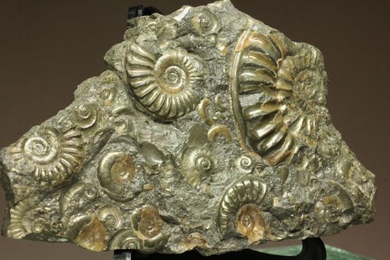 パイライト化し黄金に輝くアルニオセラス(Arnioceras)群集化石(その1)