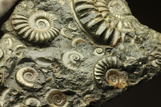 パイライト化し黄金に輝くアルニオセラス(Arnioceras)群集化石(その10)