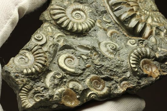 パイライト化し黄金に輝くアルニオセラス(Arnioceras)群集化石(その11)