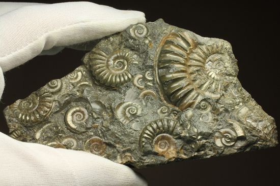 パイライト化し黄金に輝くアルニオセラス(Arnioceras)群集化石(その12)