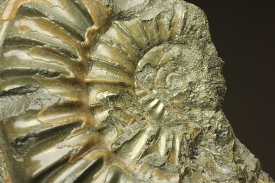 パイライト化し黄金に輝くアルニオセラス（Arnioceras）群集化石（その2）