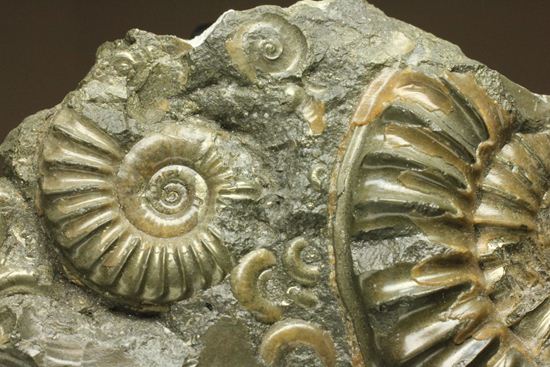 パイライト化し黄金に輝くアルニオセラス(Arnioceras)群集化石(その3)