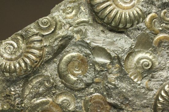 パイライト化し黄金に輝くアルニオセラス(Arnioceras)群集化石(その4)