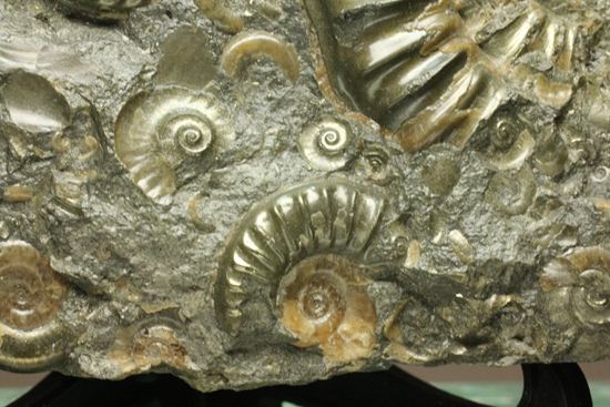 パイライト化し黄金に輝くアルニオセラス(Arnioceras)群集化石(その5)