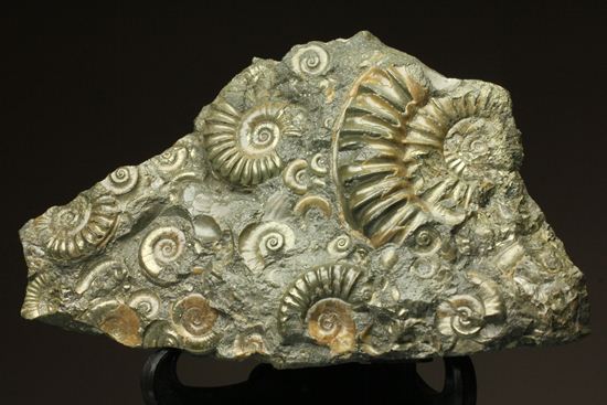 パイライト化し黄金に輝くアルニオセラス(Arnioceras)群集化石(その6)