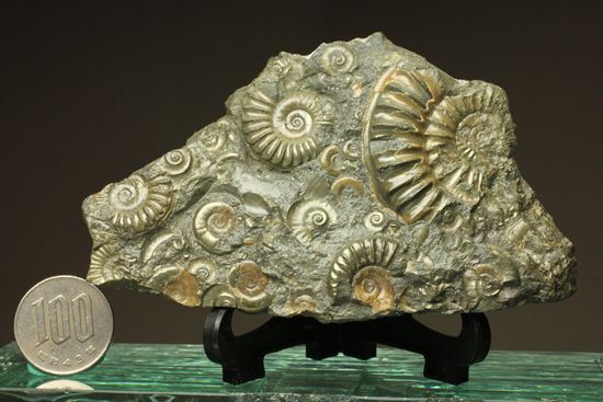 パイライト化し黄金に輝くアルニオセラス(Arnioceras)群集化石(その7)