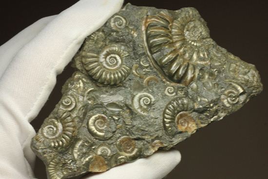 パイライト化し黄金に輝くアルニオセラス(Arnioceras)群集化石(その8)