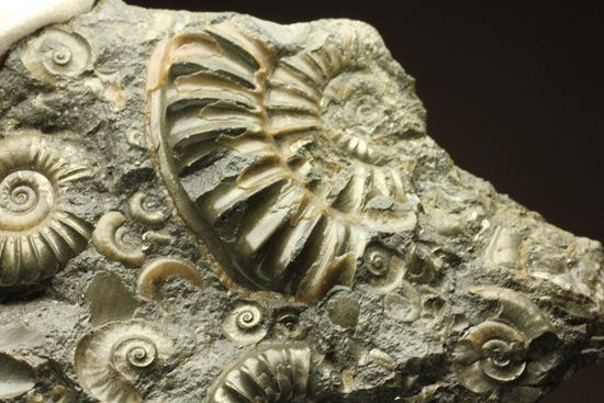 パイライト化し黄金に輝くアルニオセラス（Arnioceras）群集化石（その9）