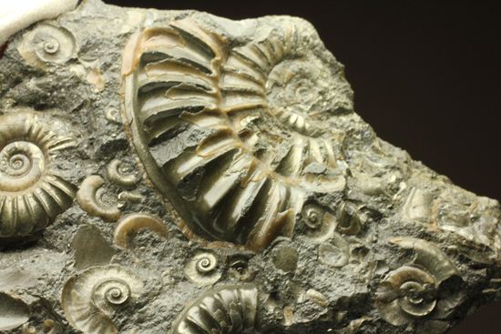 パイライト化し黄金に輝くアルニオセラス(Arnioceras)群集化石(その9)