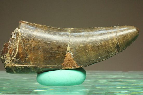 アルバートサウルスの上顎の歯（前上顎骨歯）（その1）